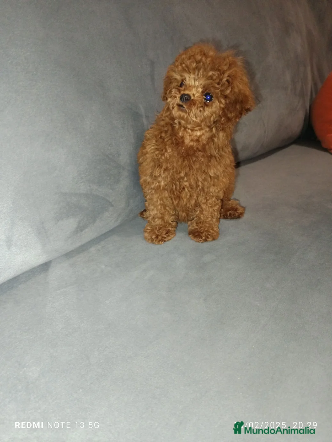 Caniche Toy perros en venta: Caniche toy rojo - Anuncio 3