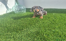 Teckel Miniatura perros en venta: TECKEL MINIATURA ARLEQUIN  - Imagen 1