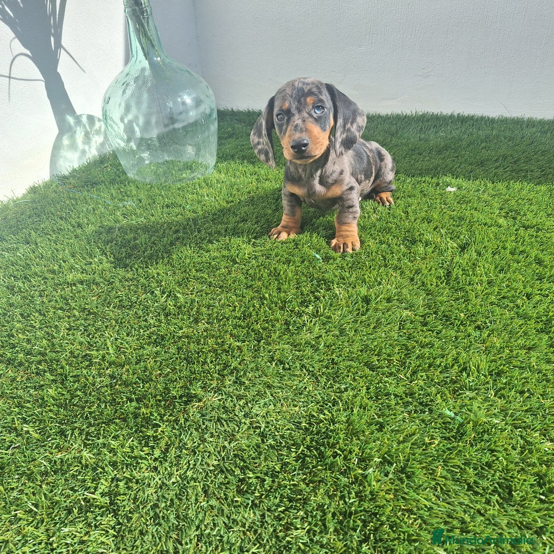 Teckel Miniatura perros en venta: TECKEL MINIATURA ARLEQUIN  - Imagen 1