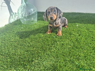 Teckel Miniatura perros - Anuncio 2