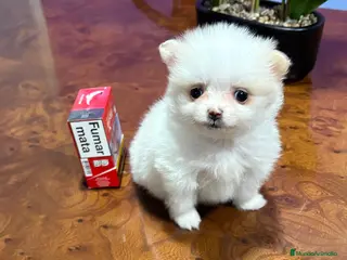 Pomerania perros Lulu de Pomerania mini toy hembra blanca naranja - Anuncio 1