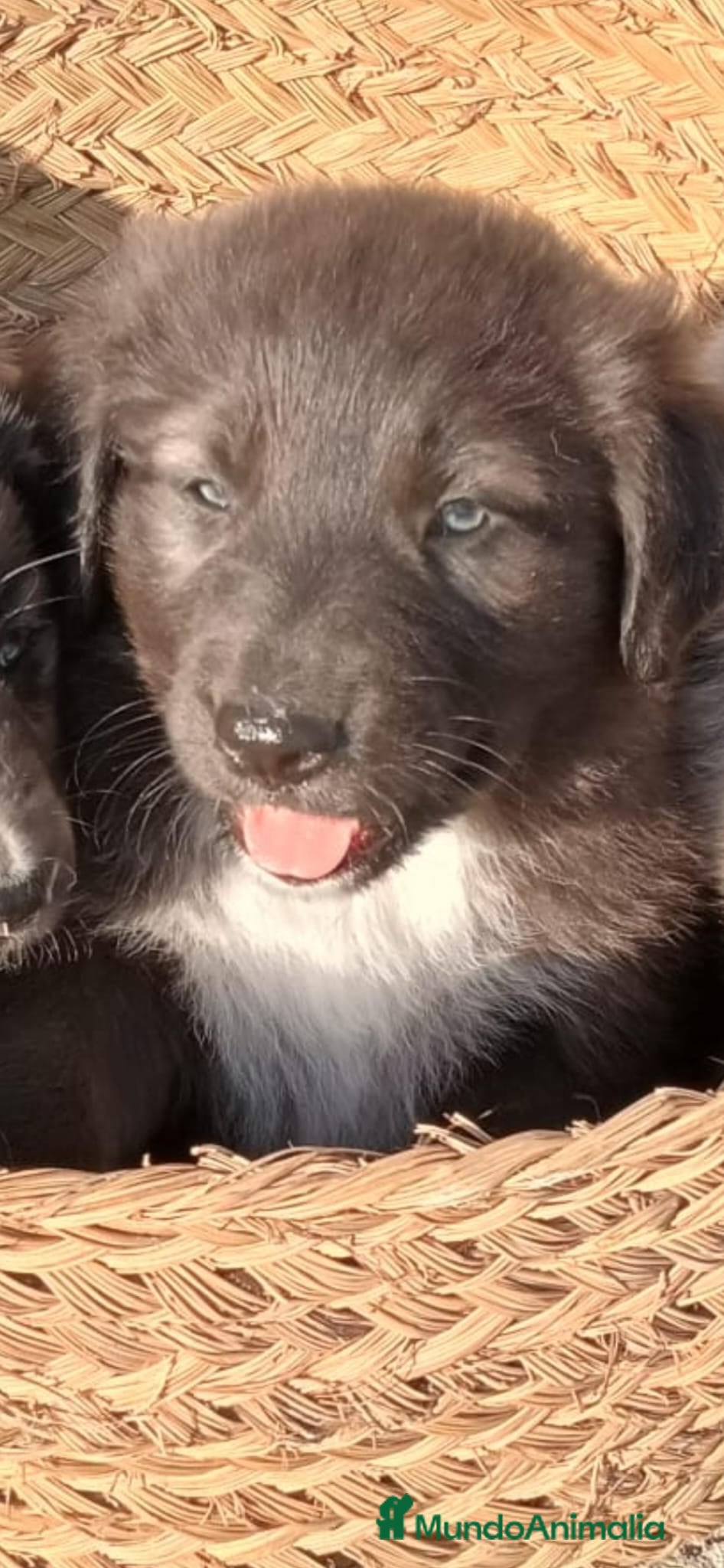 Border Collie perros Border collie  - Anuncio 1