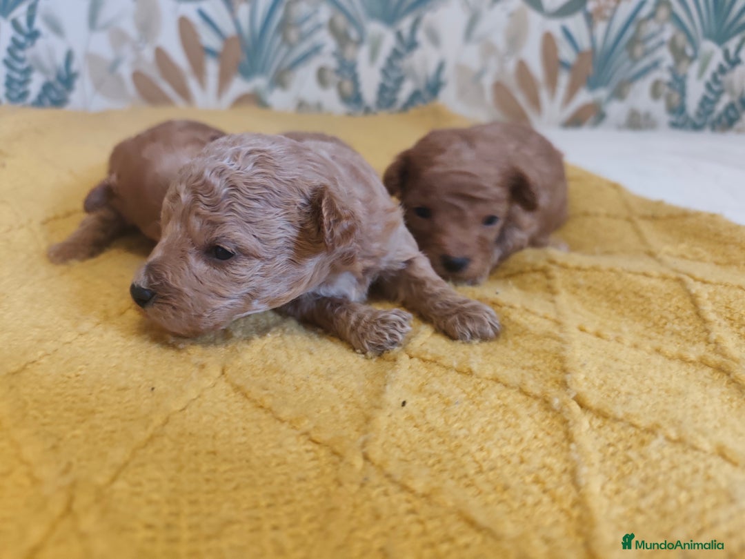 Caniche Toy perros en venta: 🐩💎 CANICHE TOY PREMIUM CAMADAS DISPONIBLES 💎🐩 - Anuncio 4