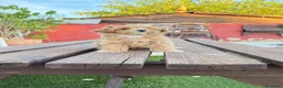 Maltipoo perros en venta: Cachoritos de maltipo  - Anuncio 2