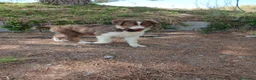Pastor Australiano perros en venta: PASTOR AUSTRALIANO  - Anuncio 10
