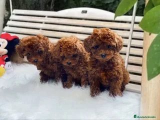Caniche Toy perros - Anuncio 11