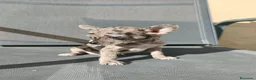 Chihuahua perros en venta: Precioso merle - Anuncio 1