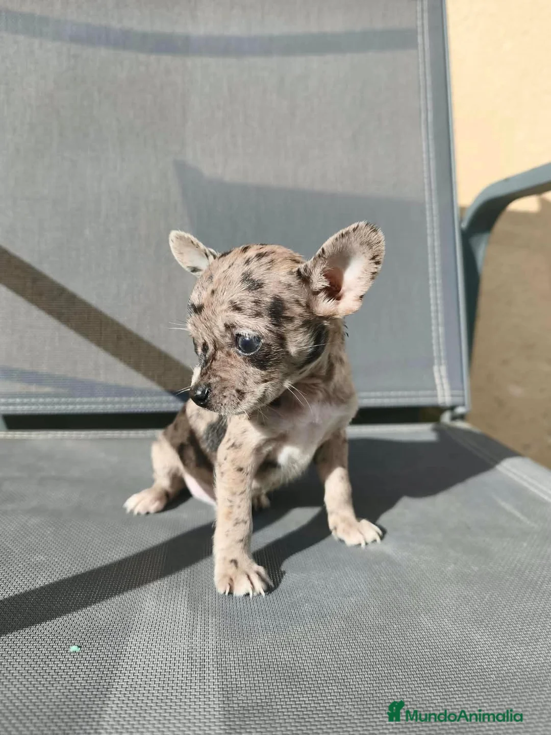 Chihuahua perros en venta: Precioso merle - Anuncio 1