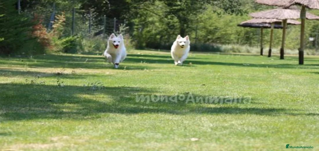 Imagen de galería {{count}}