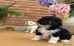 Perro de Agua Español perros en venta: Cachorritos de perro de aguas. Varios colores - Anuncio 2