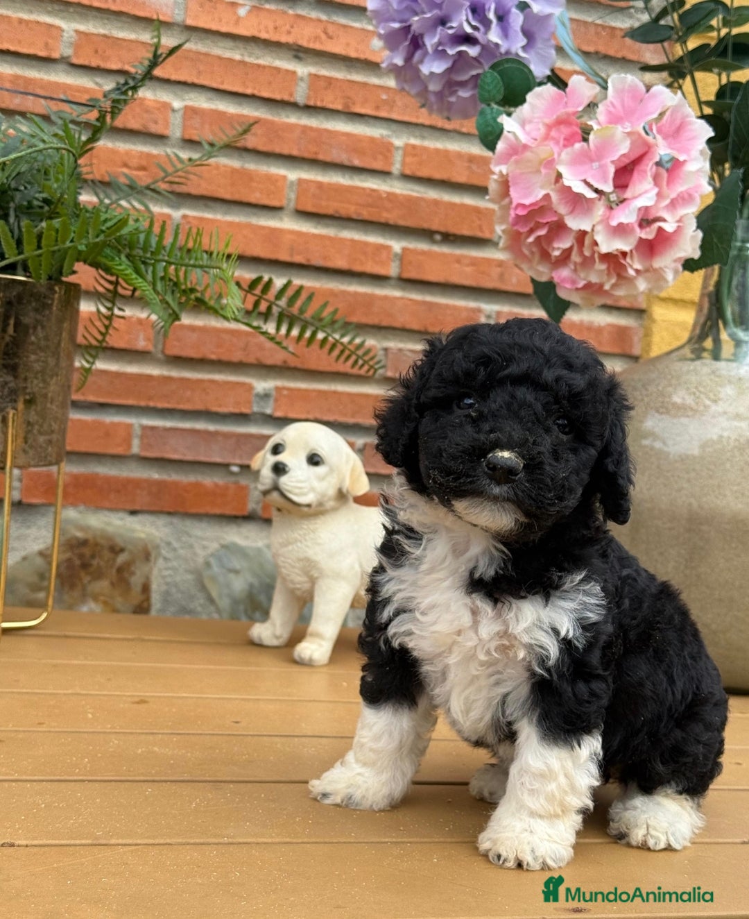 Perro de Agua Español perros en venta: Cachorritos de perro de aguas. Varios colores - Anuncio 2