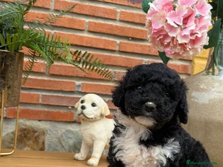 Perro de Agua Español perros Cachorritos de perro de aguas. Varios colores - Anuncio 1