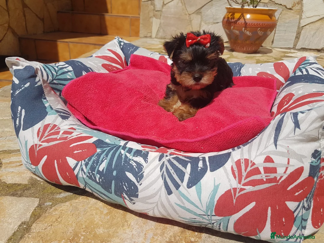 Yorkshire Terrier perros en venta: Yorkshire Terrier  en Barcelona - Anuncio 5
