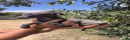 Pequeño Lebrel Italiano perros en venta: Pequeño Lebrel Italiano Galgo Italiano Piccolo  - Anuncio 4