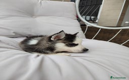 Husky Siberiano perros en venta: Husky siberiano ♀️♂️ DISPONIBLE  - Imagen 10