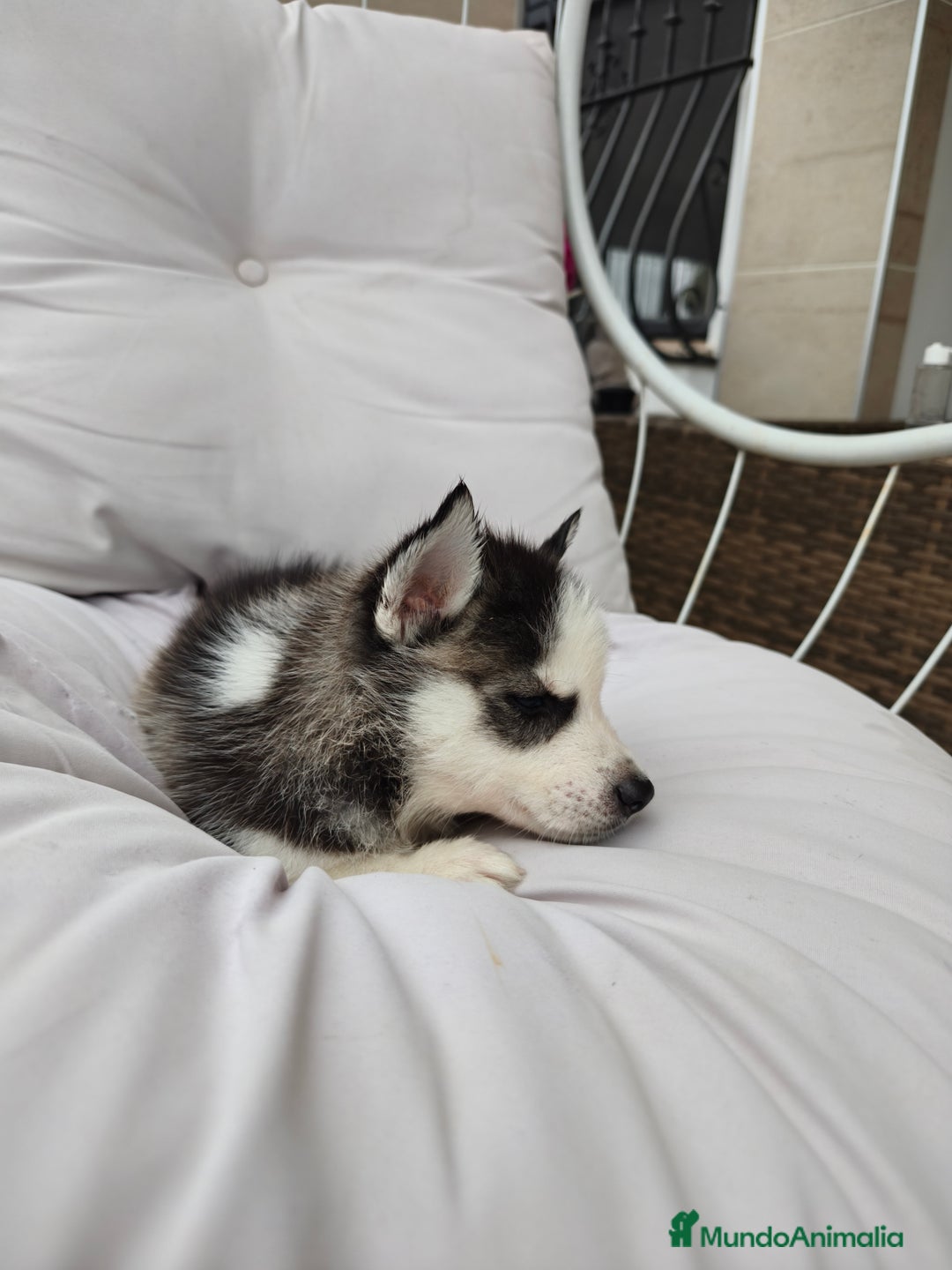 Husky Siberiano perros en venta: Husky siberiano ♀️♂️ DISPONIBLE  - Imagen 10
