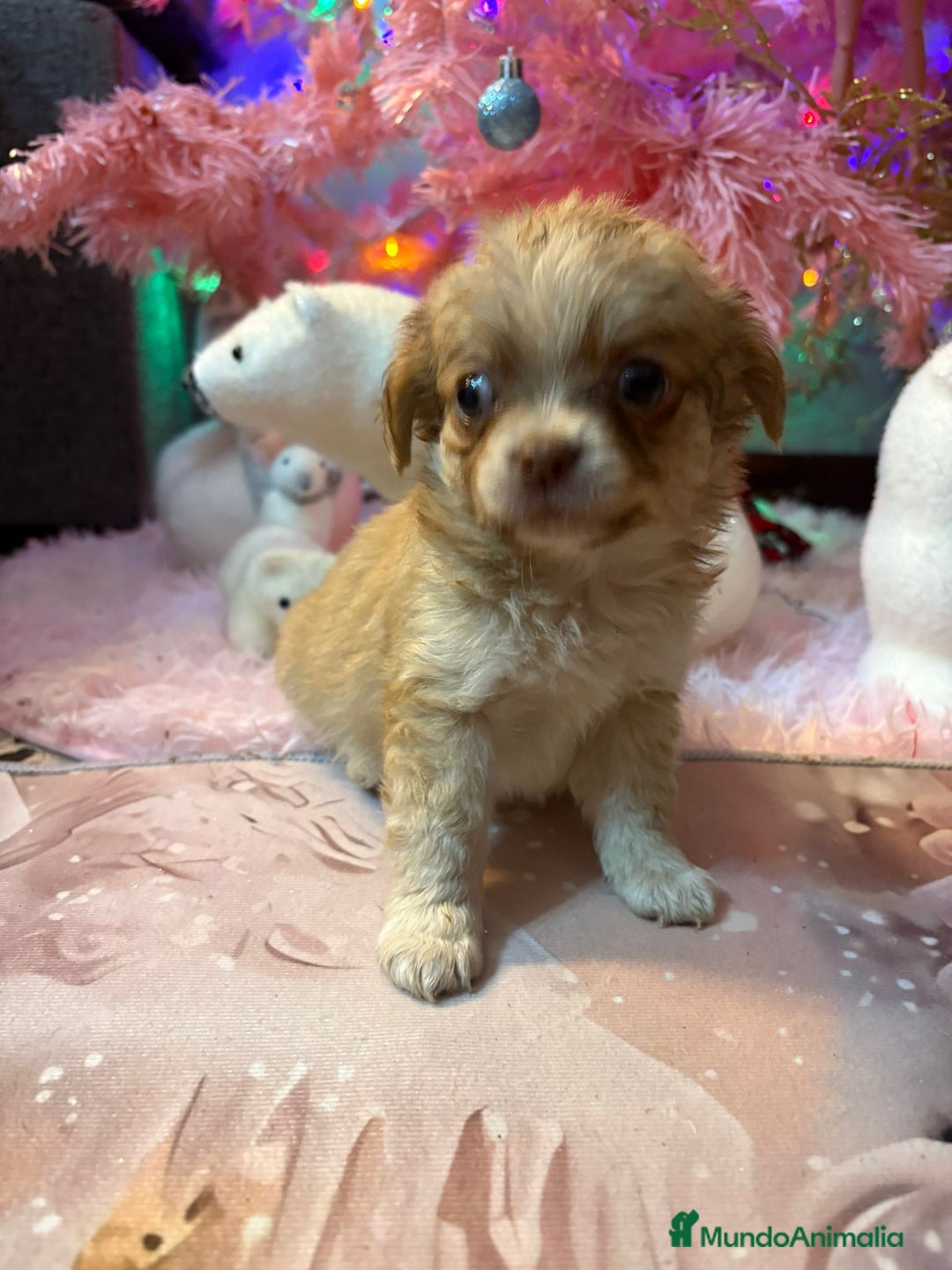 Chihuahua perros en venta: Chihuahua toy pelo largo  - Anuncio 18