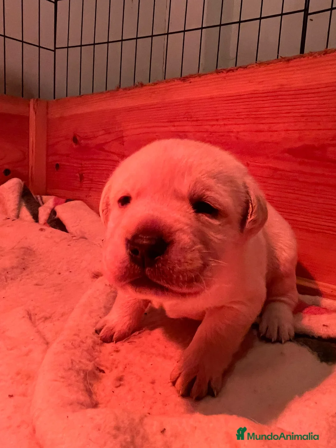 Labrador Retriever perros en venta: Camada disponible en color amarillo - Anuncio 5