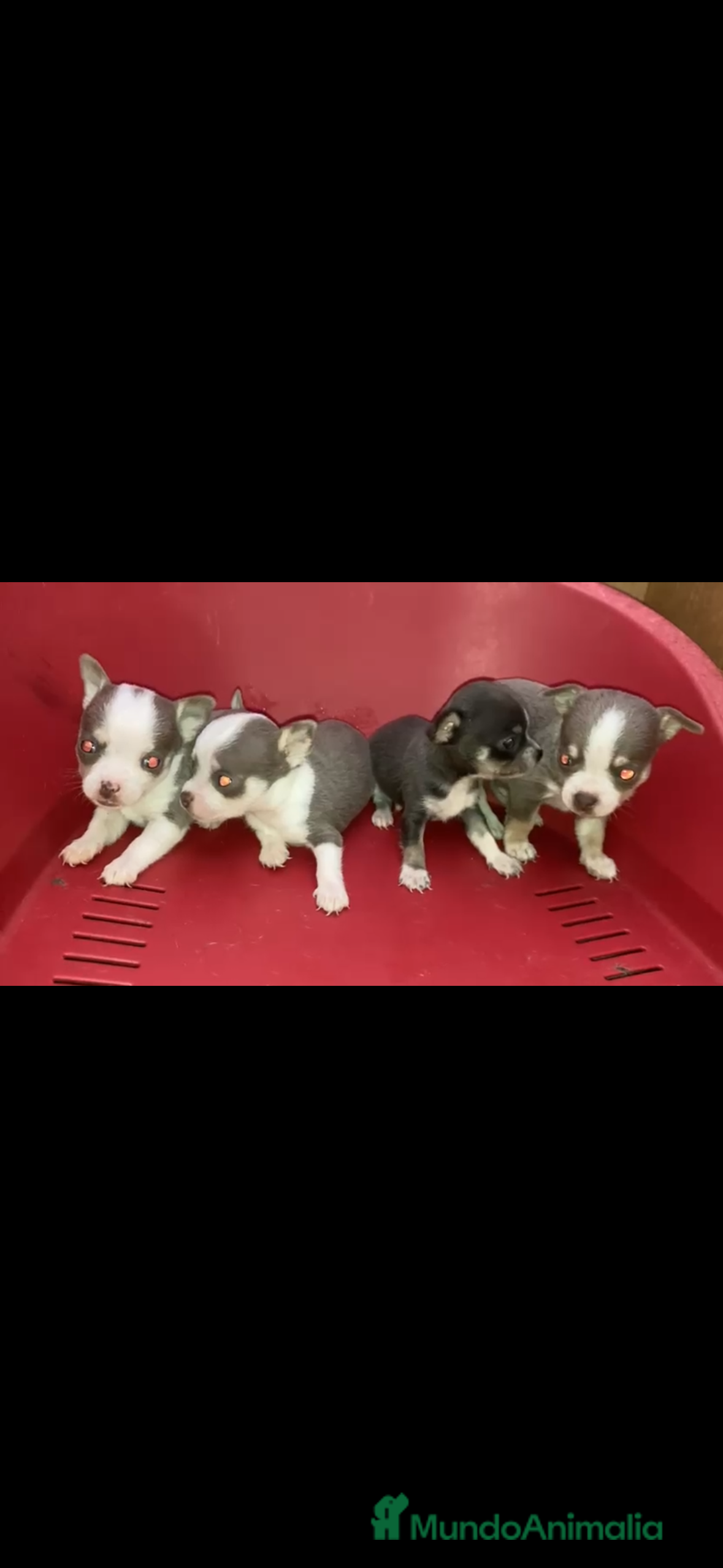 Chihuahua perros Preciosa camada de chihuahuas toys - Anuncio 1