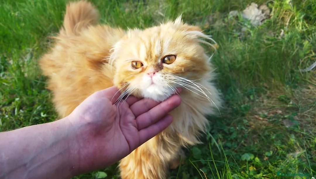 Persa gatos en venta: Espectacular machito - Anuncio 1