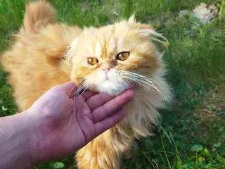 Persa gatos Espectacular machito - Anuncio 1