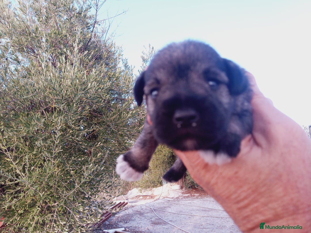 Schnauzer Miniatura perros en venta: Camada de Pepa Schnauzer - Imagen 4