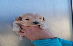 Maltipoo perros en venta: Maltipoo  - Anuncio 2