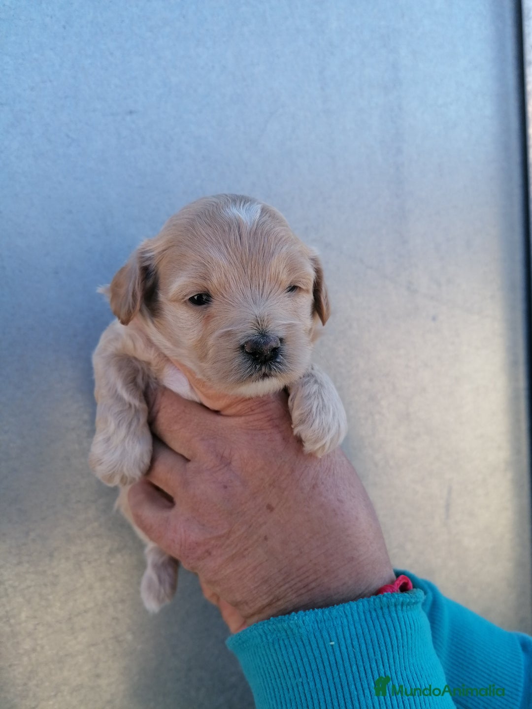 Maltipoo perros en venta: Maltipoo  - Anuncio 2