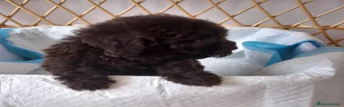 Caniche Toy 1