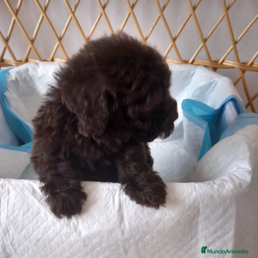 Caniche Toy perros en venta: Caniche toy - Anuncio 3