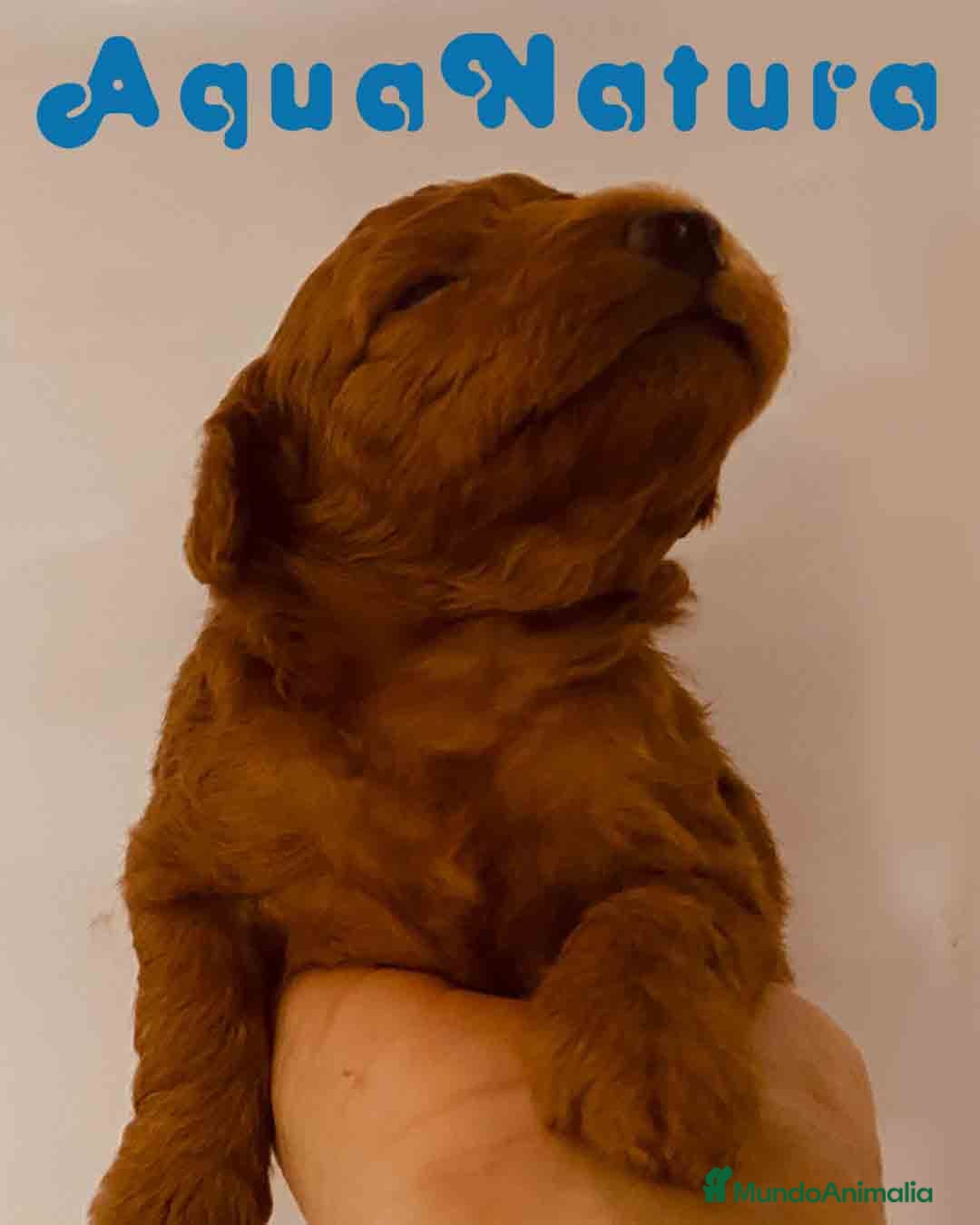Caniche Toy perros en venta: Cachorros Caniche camada de Pastanaga - Imagen 6