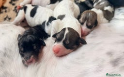 Saluki perros en venta: Camada de Salukis  - Imagen 13