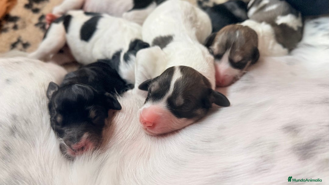 Saluki perros en venta: Camada de Salukis  - Imagen 13