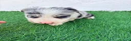 Border Collie perros en venta: Border Collie merle blue - Anuncio 13