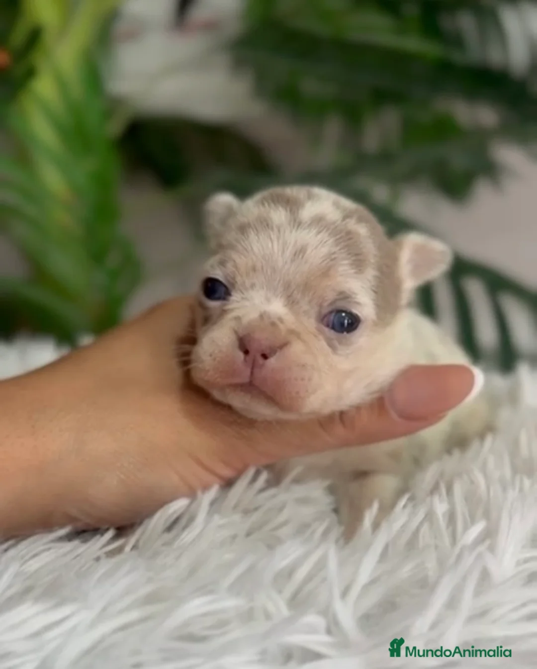 Chihuahua perros en venta: CHIHUAHUA HEMBRA MERLE - Anuncio 2