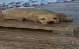 Labrador Retriever perros en venta: Hembra de labrador  - Imagen 4