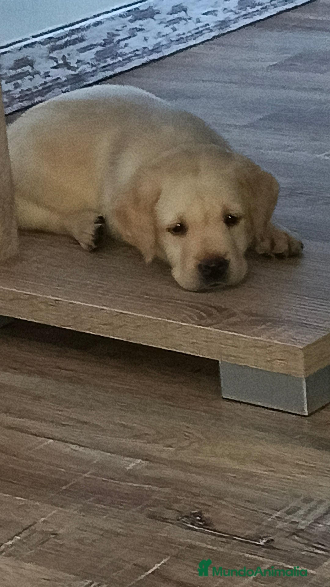 Labrador Retriever perros en venta: Hembra de labrador  - Imagen 4