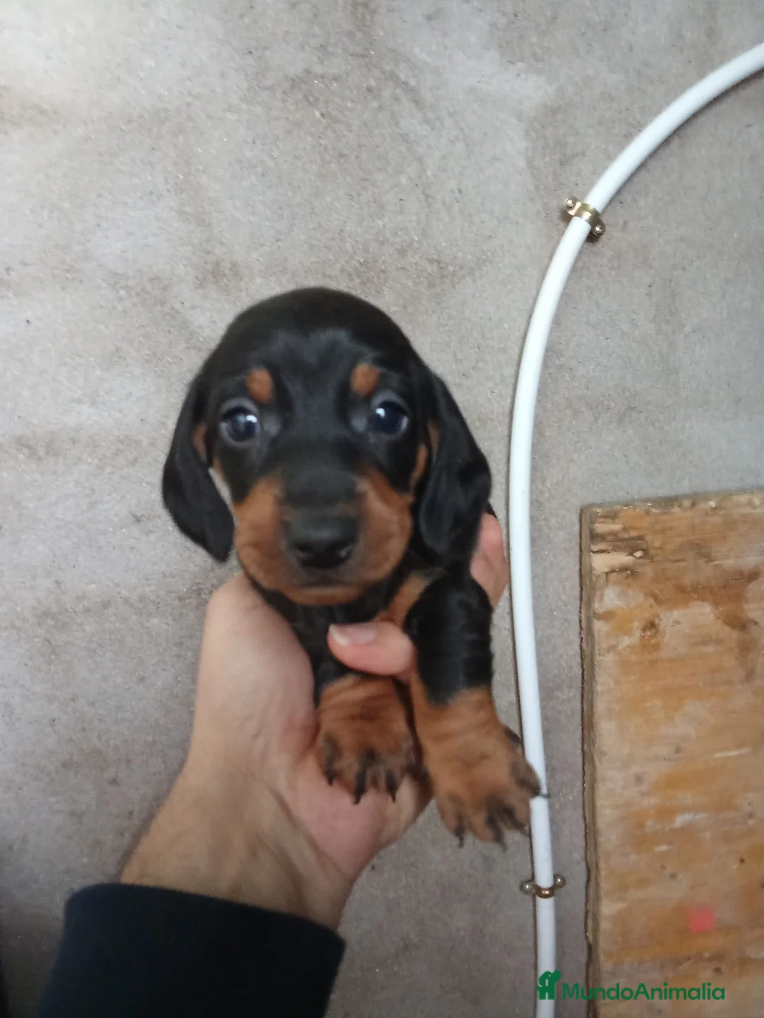 Teckel perros en venta: 🌟ÚLTIMA PAREJA DE TEKEL y Negros fuego🌟 - Anuncio 1