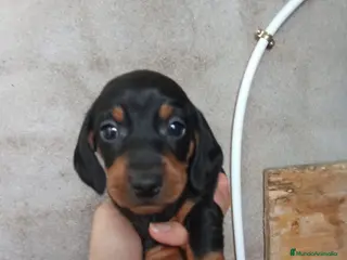 Teckel perros 🌟ÚLTIMA PAREJA DE TEKEL y Negros fuego🌟 - Anuncio 1