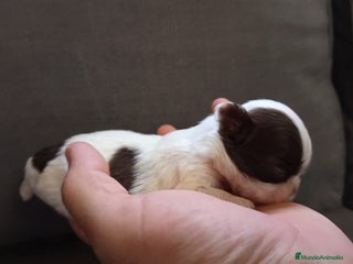 Shih Tzu perros - Anuncio 16