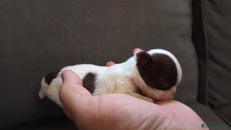 Shih Tzu perros - Anuncio 1