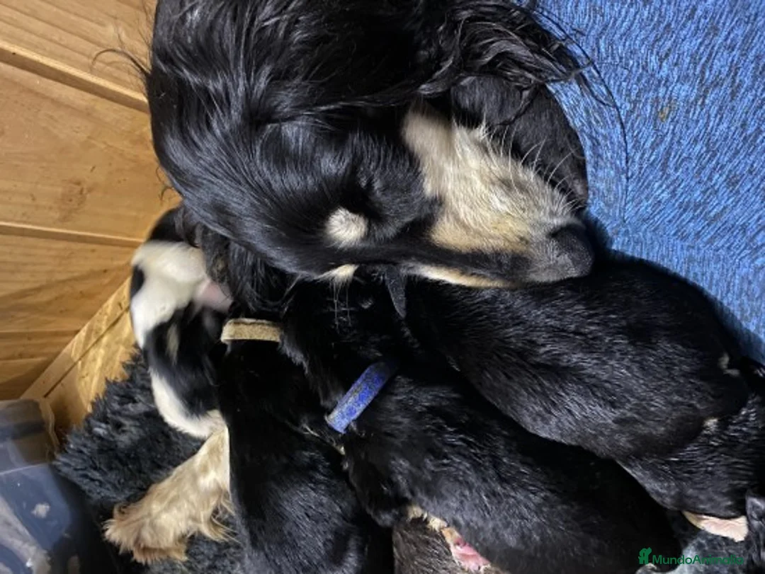 Imagen de galería {{count}}