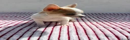 Chihuahua perros en venta: Chihuahua toy  - Anuncio 10