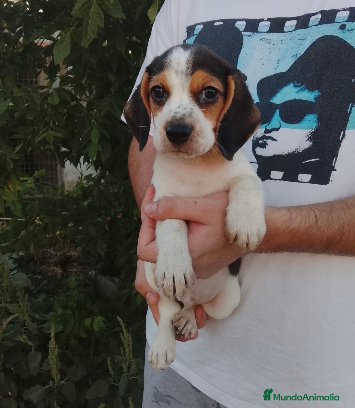Beagle perros Cachorros de beagle disponibles 🐶🐾🔥 - Anuncio 1