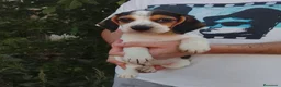 Beagle perros en venta: Cachorros de beagle disponibles 🐶🐾🔥 - Anuncio 1