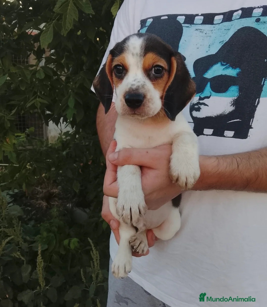 Beagle perros en venta: Cachorros de beagle disponibles 🐶🐾🔥 - Anuncio 1