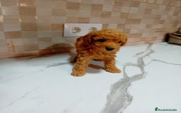 Caniche Enano perros en venta: Caniche pimentón y apricot  - Imagen 16