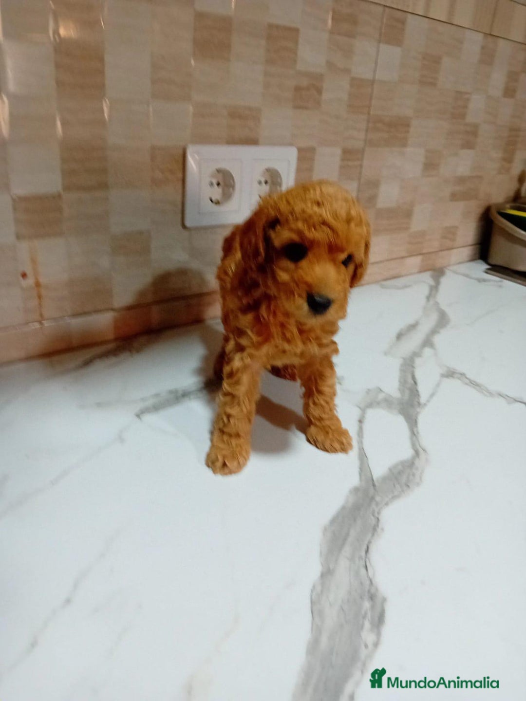 Caniche Enano perros en venta: Caniche pimentón y apricot  - Imagen 16