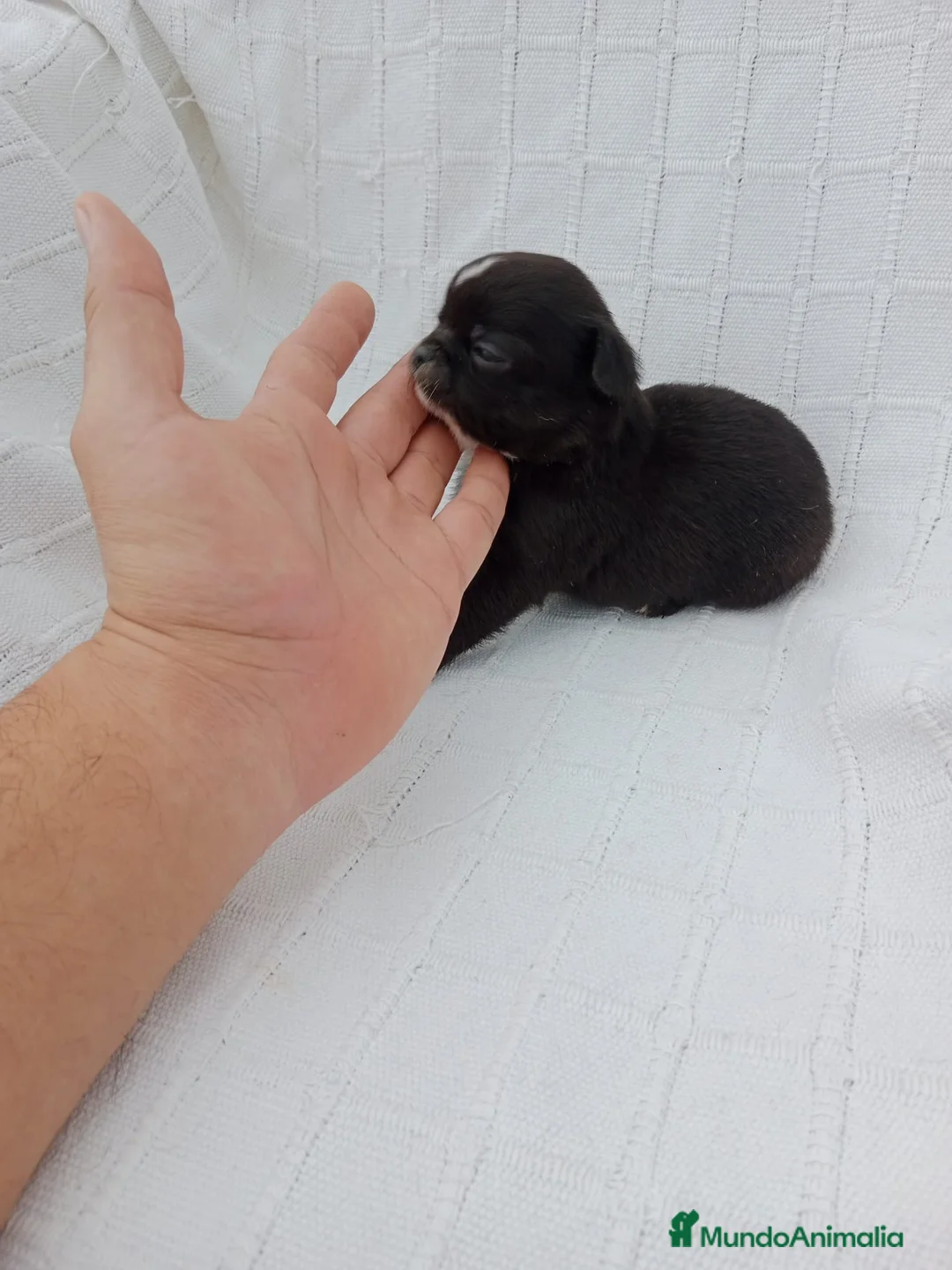Chihuahua perros en venta: Chihuhua macho negro  - Anuncio 6