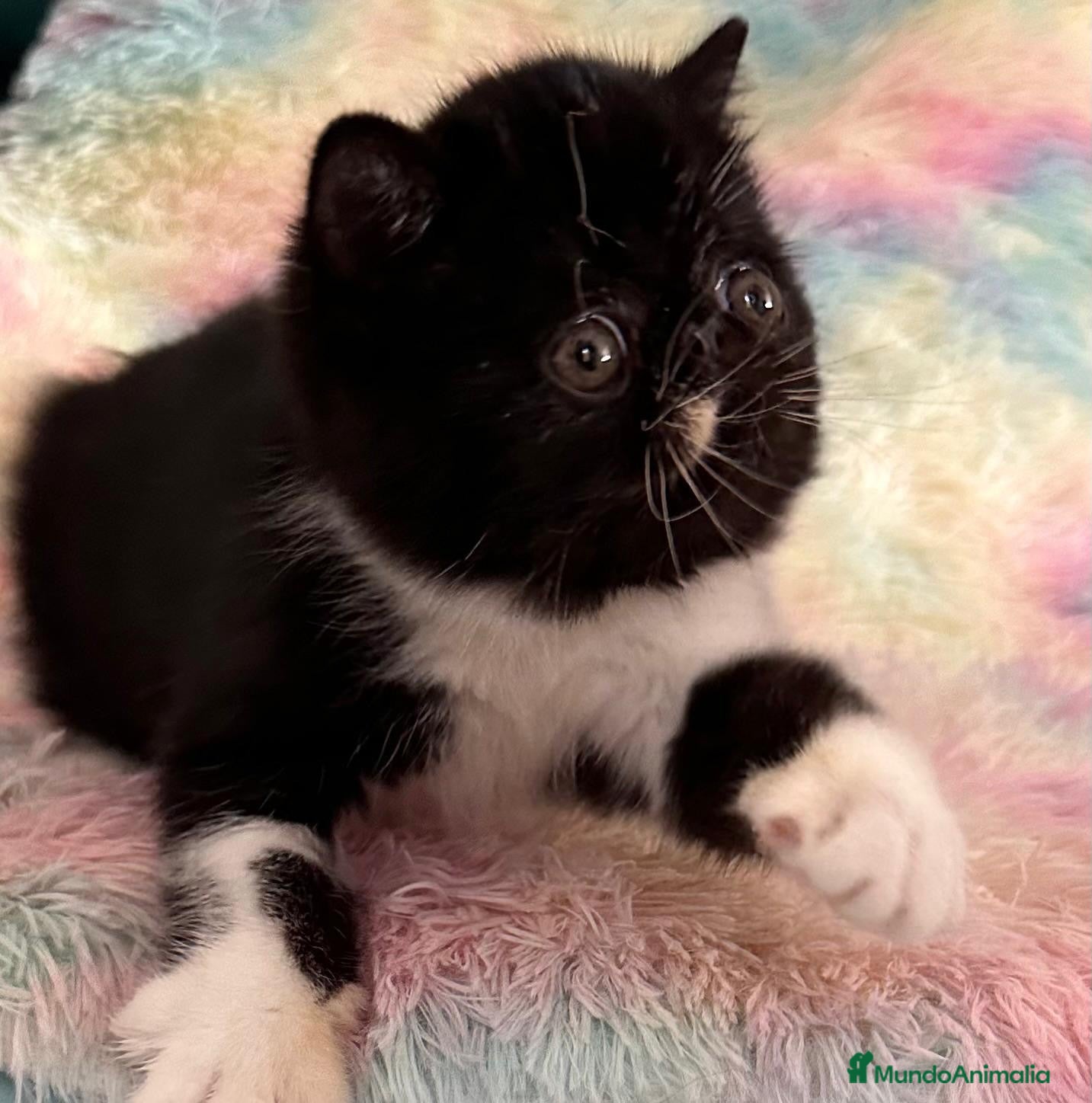 Exótico de Pelo Corto gatos Exótico short hair - Anuncio 1